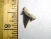 Fossil Reef Shark Tooth